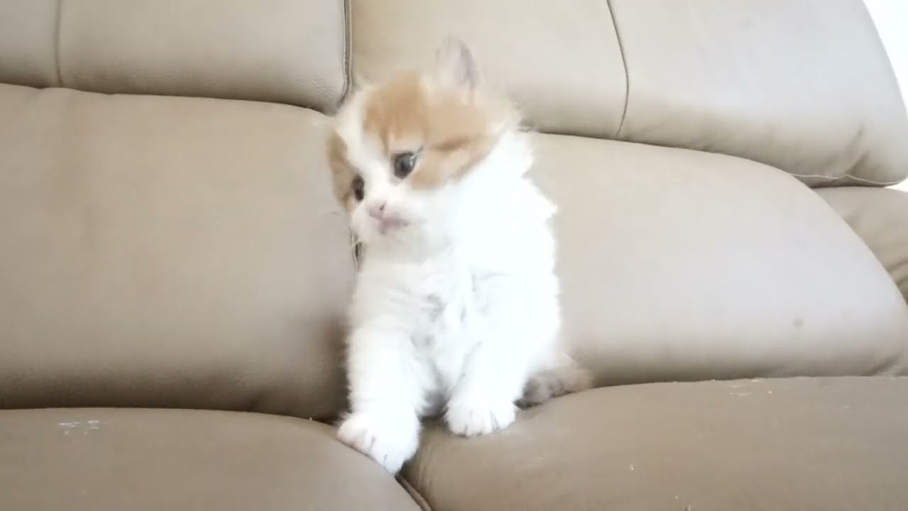 セルカークレックス子猫　2022.9.30産まれ 　レッド＆ホワイト　女の子　シーダキャット猫のお店