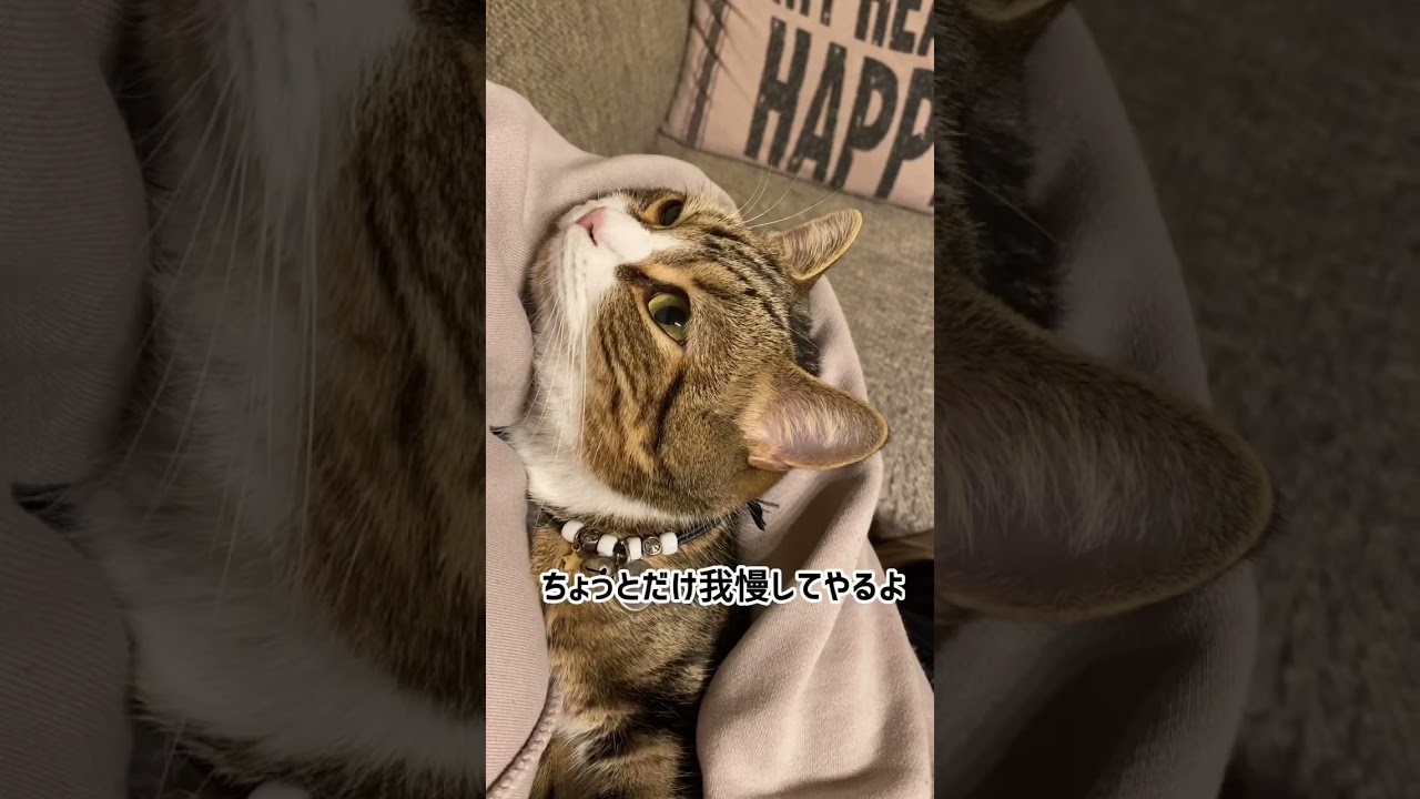 抱っこはキライ! #shorts #猫 #なっつ #スコティッシュフォールド