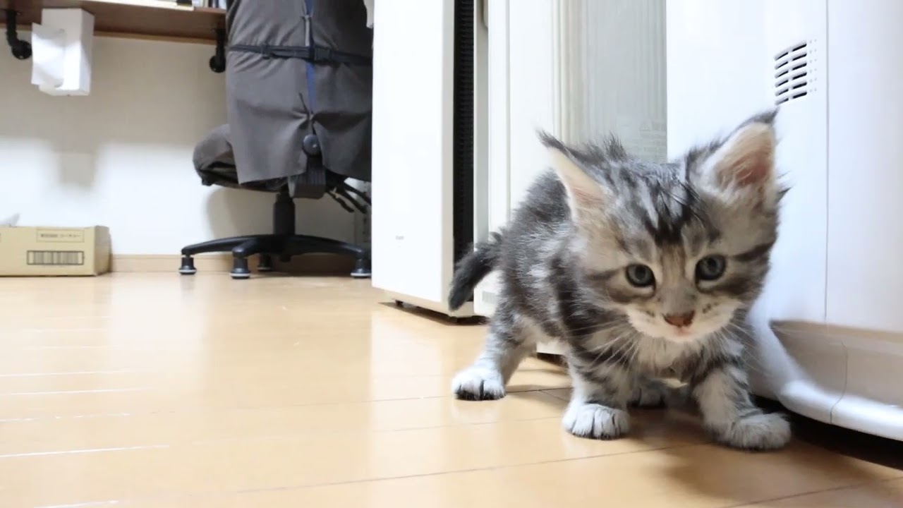 生後１ヶ月シルバーのメインクーン子猫