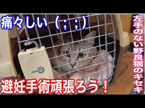 元野良猫シャムちゃん色々ありましたが、避妊手術へ行ってきました。左手のない野良猫のキセキ　#保護猫  #こねこ  #cat  #kitten  #子猫  #癒し