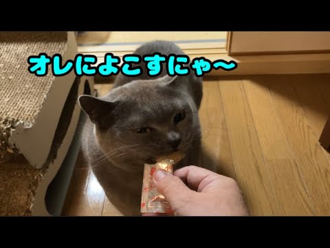 クリスマスカウントダウン後少し #猫 #ブリティッシュショートヘア #保護猫
