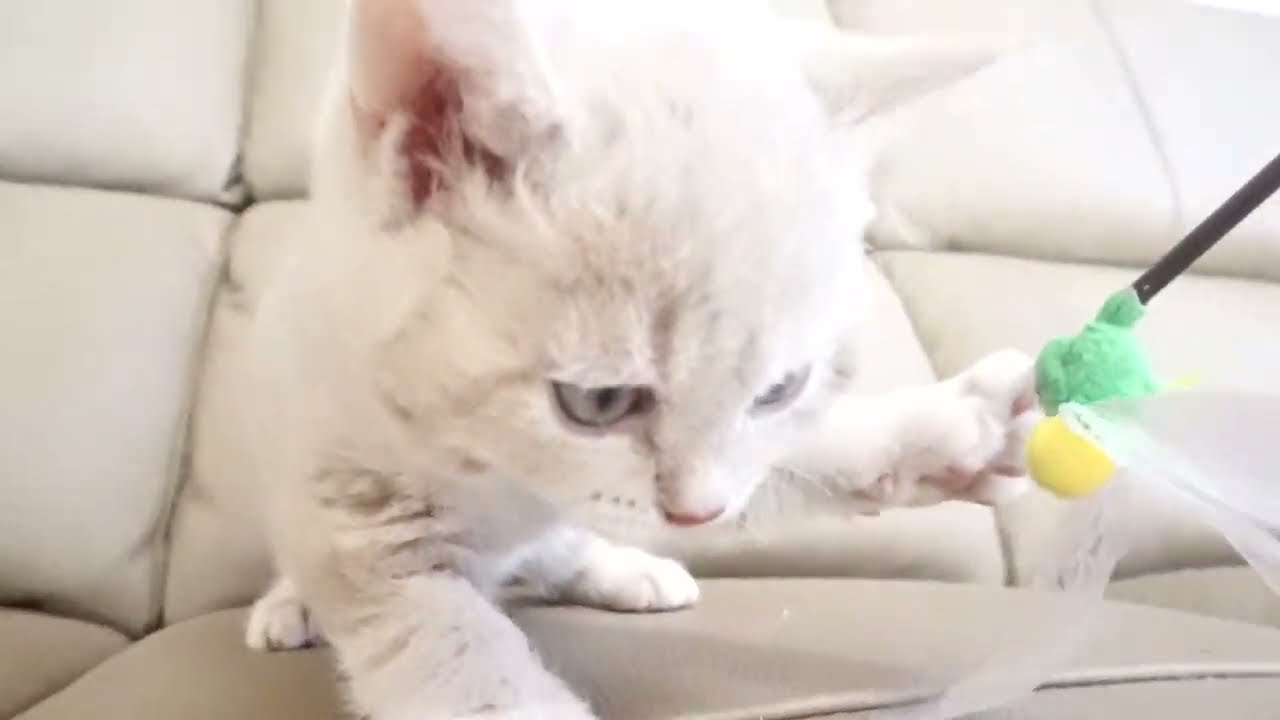 セルカークレックス子猫　2022.9.30産まれ 　クリーム　女の子　シーダキャット猫のお店