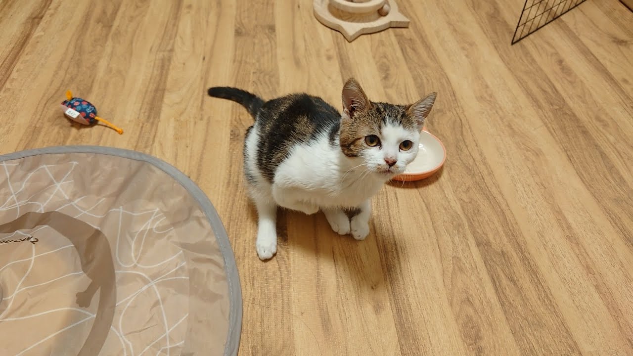 腎臓の異常で多飲多尿の子猫が少し元気を取り戻しました！が…
