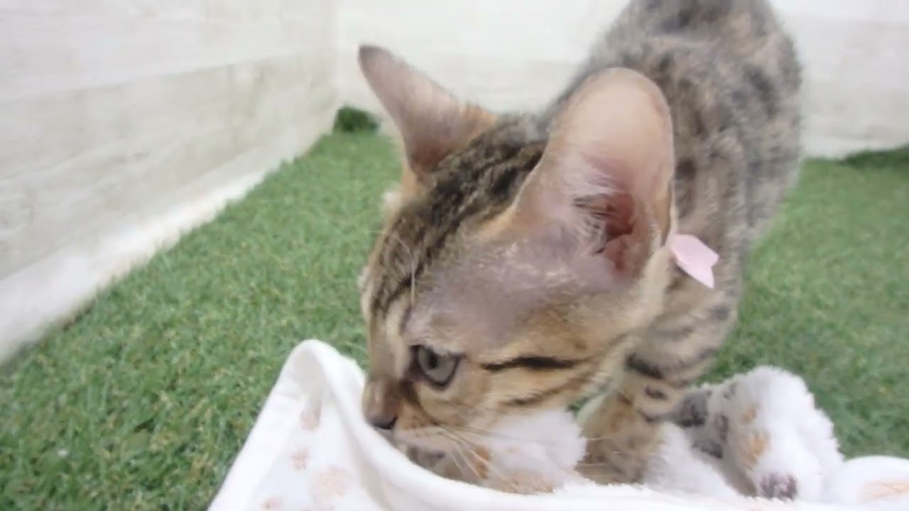 00610600 ベンガル