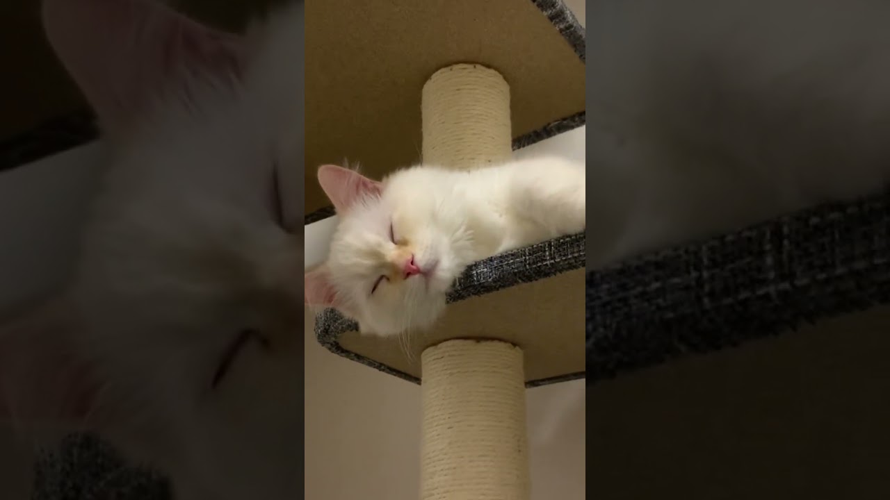 寝るキャットに寄る #cat #ねこ #ねこのいる生活 #ラガマフィン #ragamuffin