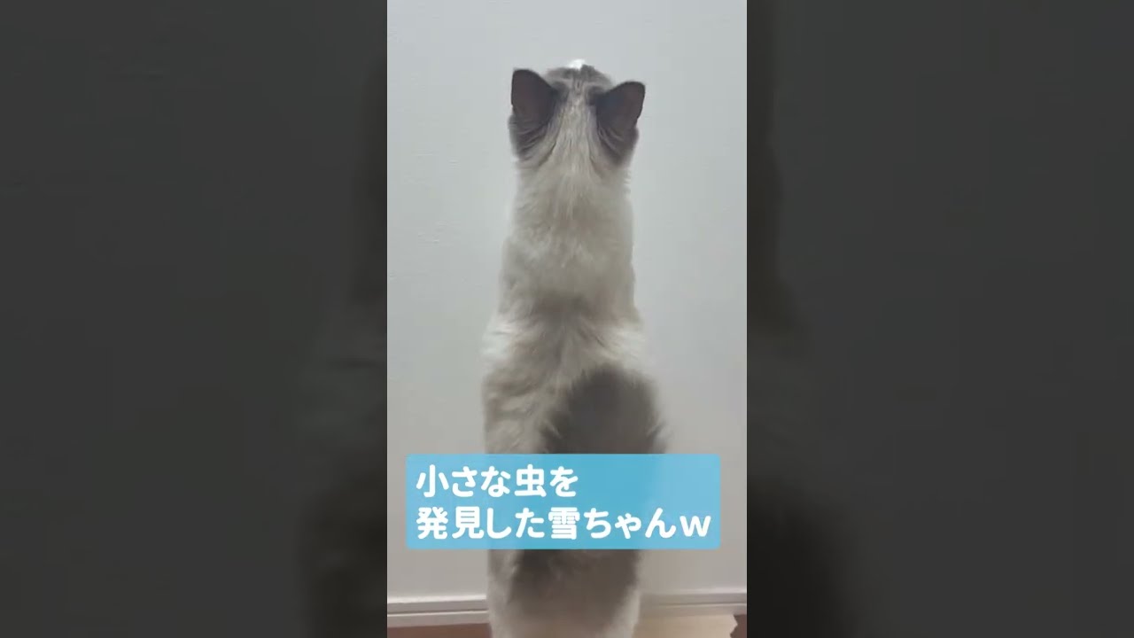 部屋に入ってきた虫を狙うラグドールの猫さん 　#shorts