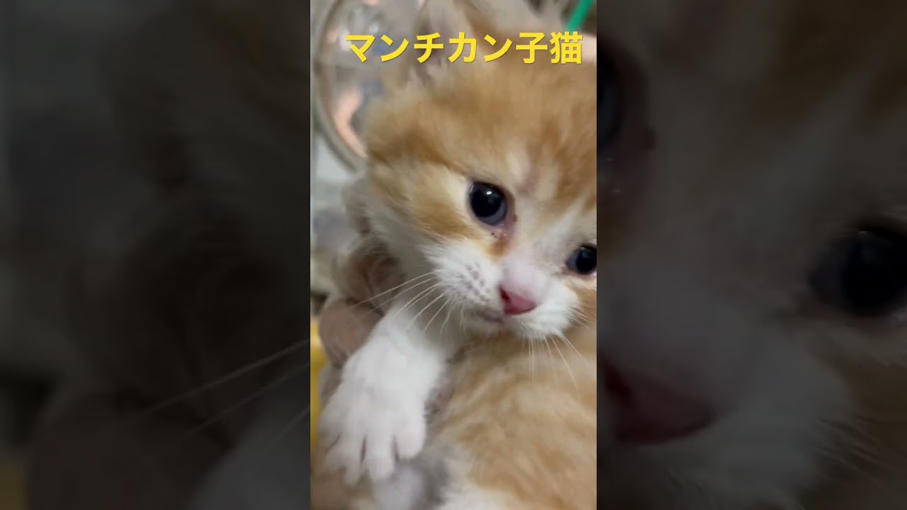 マンチカン子猫