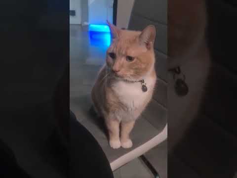 Brown Cat ? Ginger cat ? Sugar Cat ? #cats