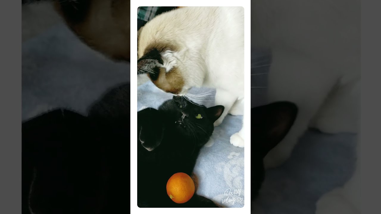#黒猫 #シャム猫  【ブラッドオレンジと黒猫】おにいちゃんだいすき編 #shorts