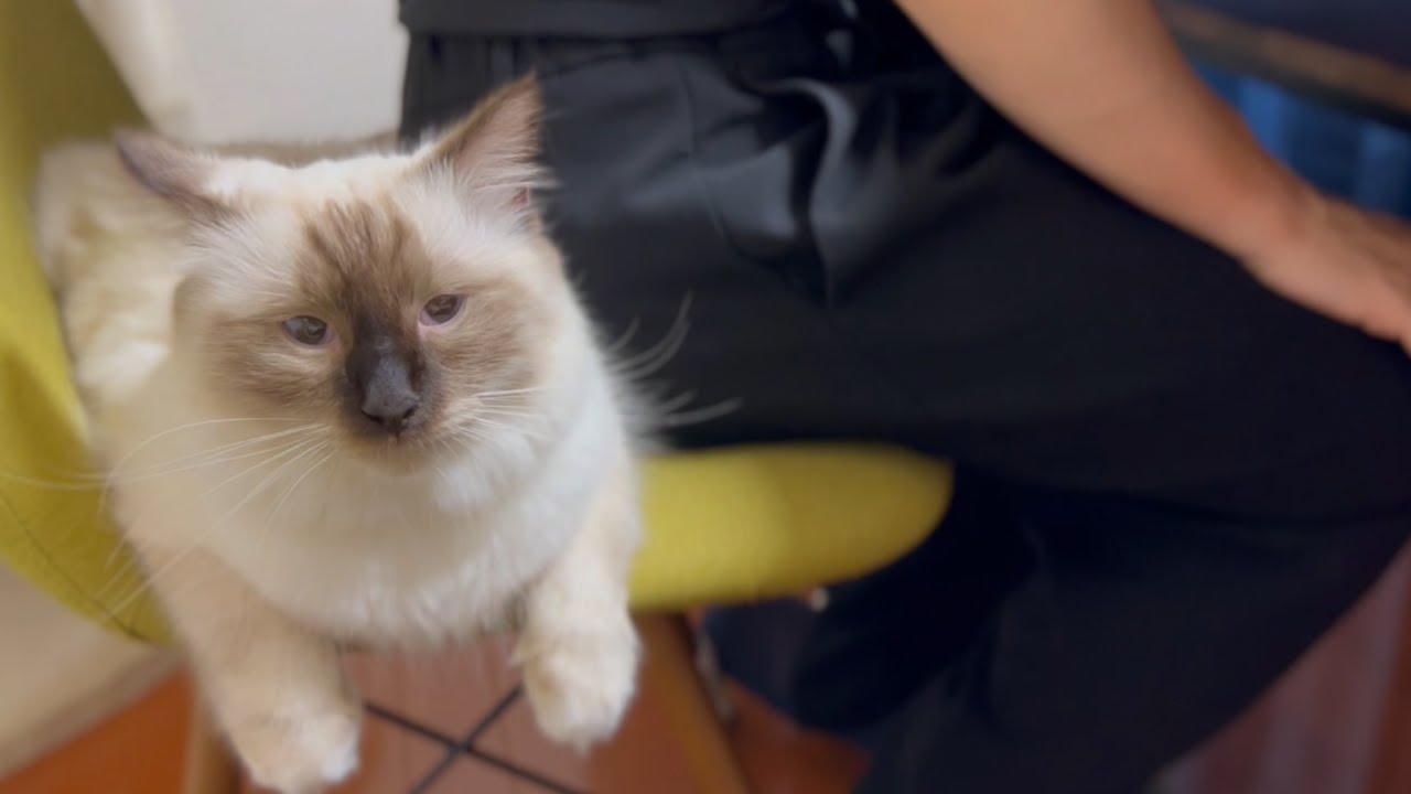 家の中を満喫するうちの猫。【バーマン】