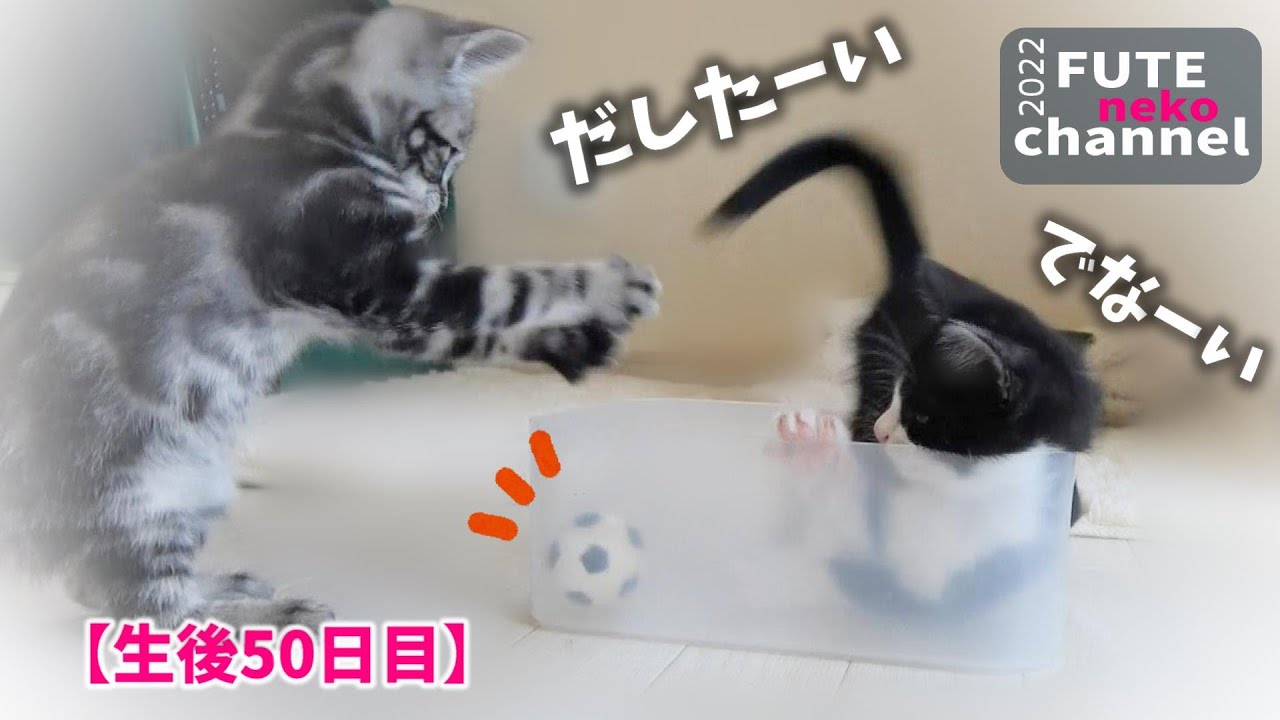 ボールを出したいのに全然出せない子猫達｜てんと＆そら㊼【保護子猫】