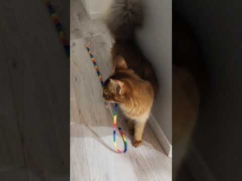 #44　とにかく絶対あそんでほしいソマリ