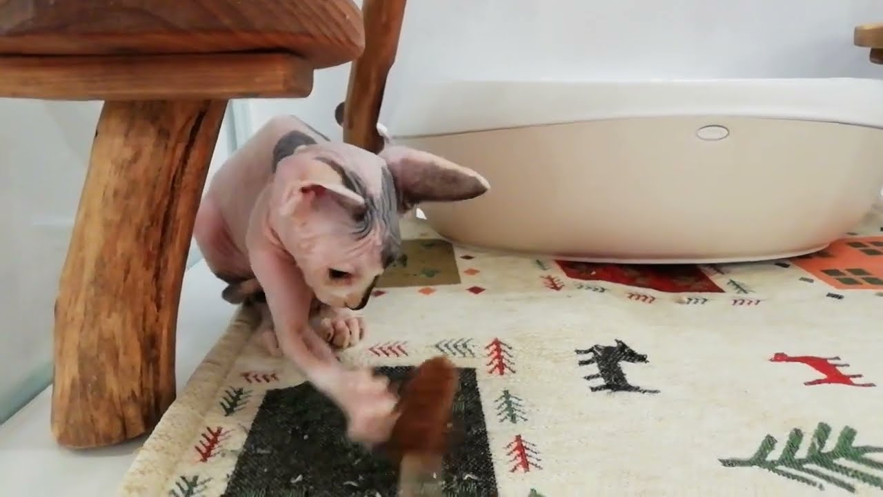 スフィンクス 女の子 2022/10/3生まれ