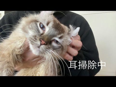 猫のみみ掃除【アメリカンカール】
