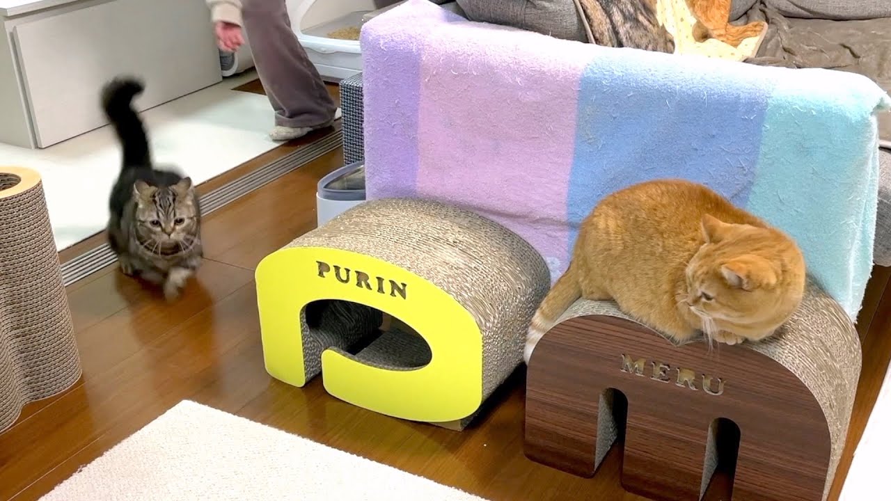 光の速さでママから逃げ回る猫！