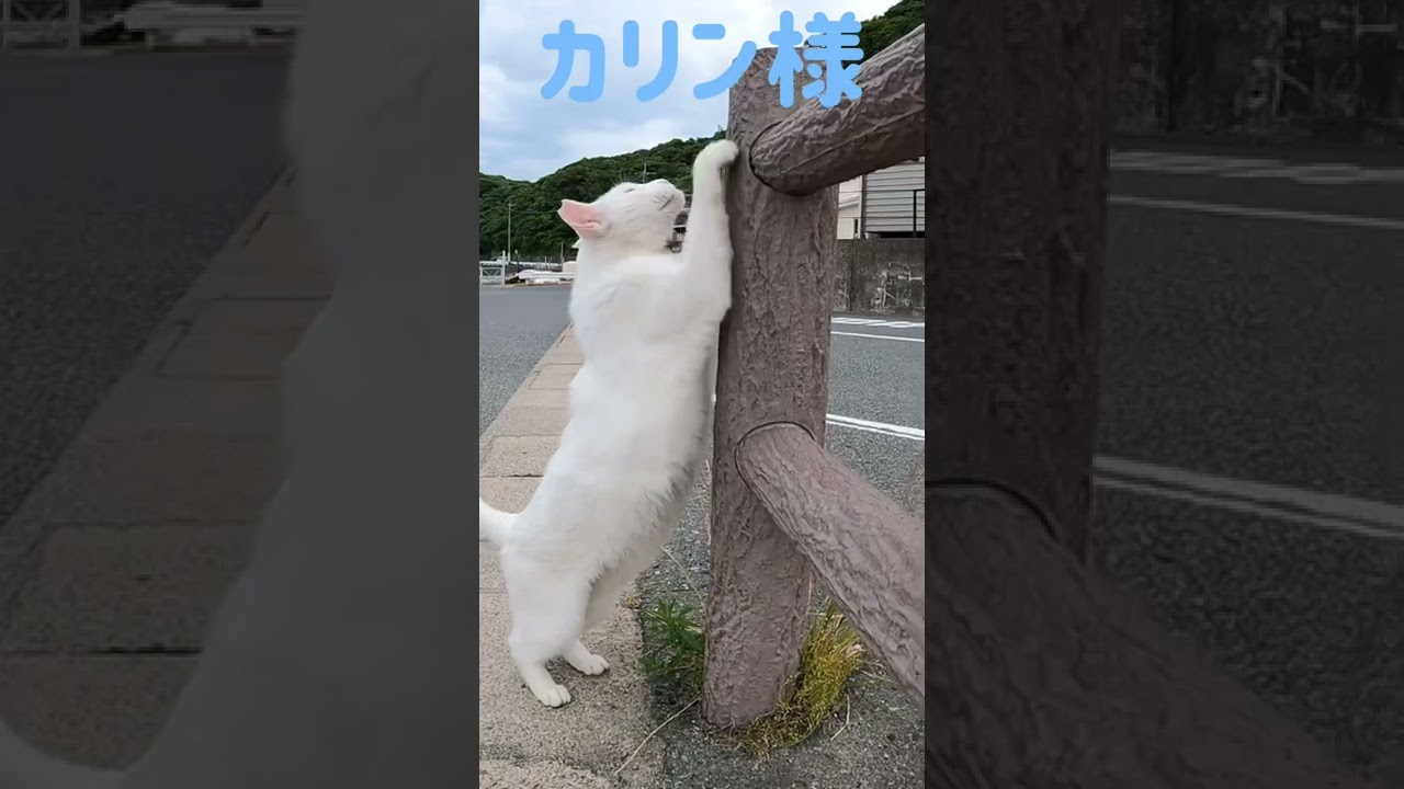 あの凶暴猫のカリン様が今日は縦に爪を研ぐ‼️ Ferocious cat #shorts