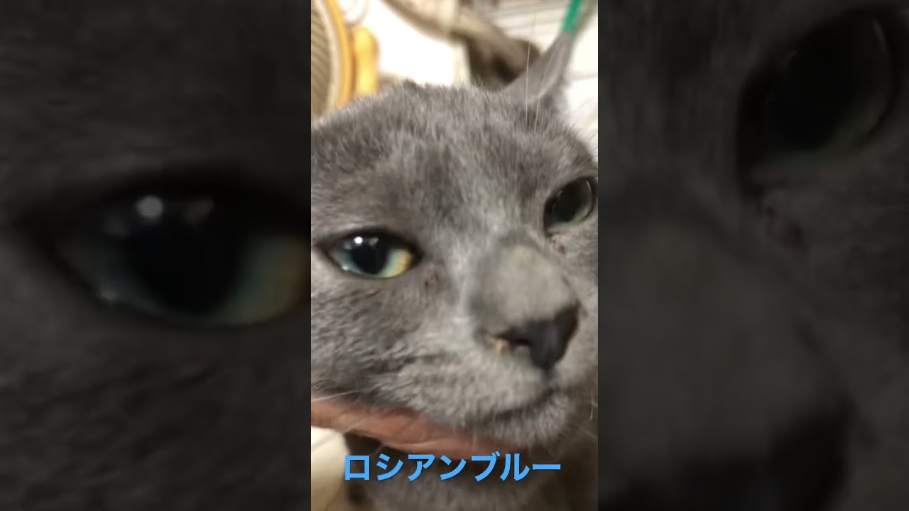 ロシアンブルーの赤ちゃん