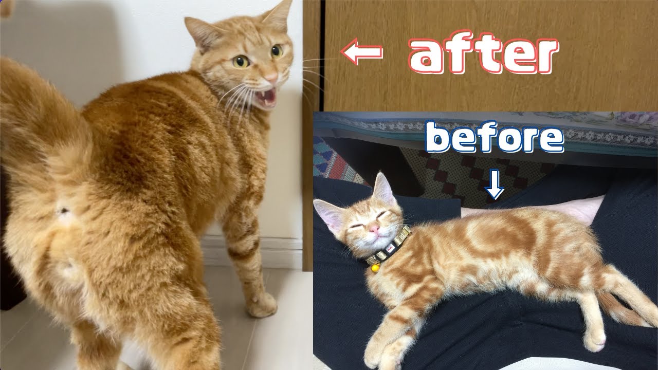 実家の茶トラ猫ちゃんに会ってきた！ | アビシニアンの子猫アビー