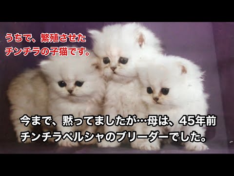 No.0383☆九州編008【チンチラペルシャ】今まで黙ってましたが…母は、45年前チンチラペルシャのブリーダーでした。