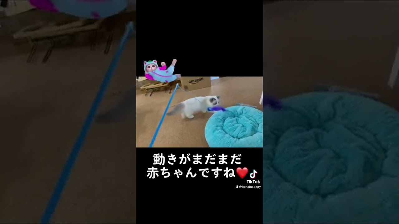ラグドール赤ちゃんまだまだ動きがかわいい🤣