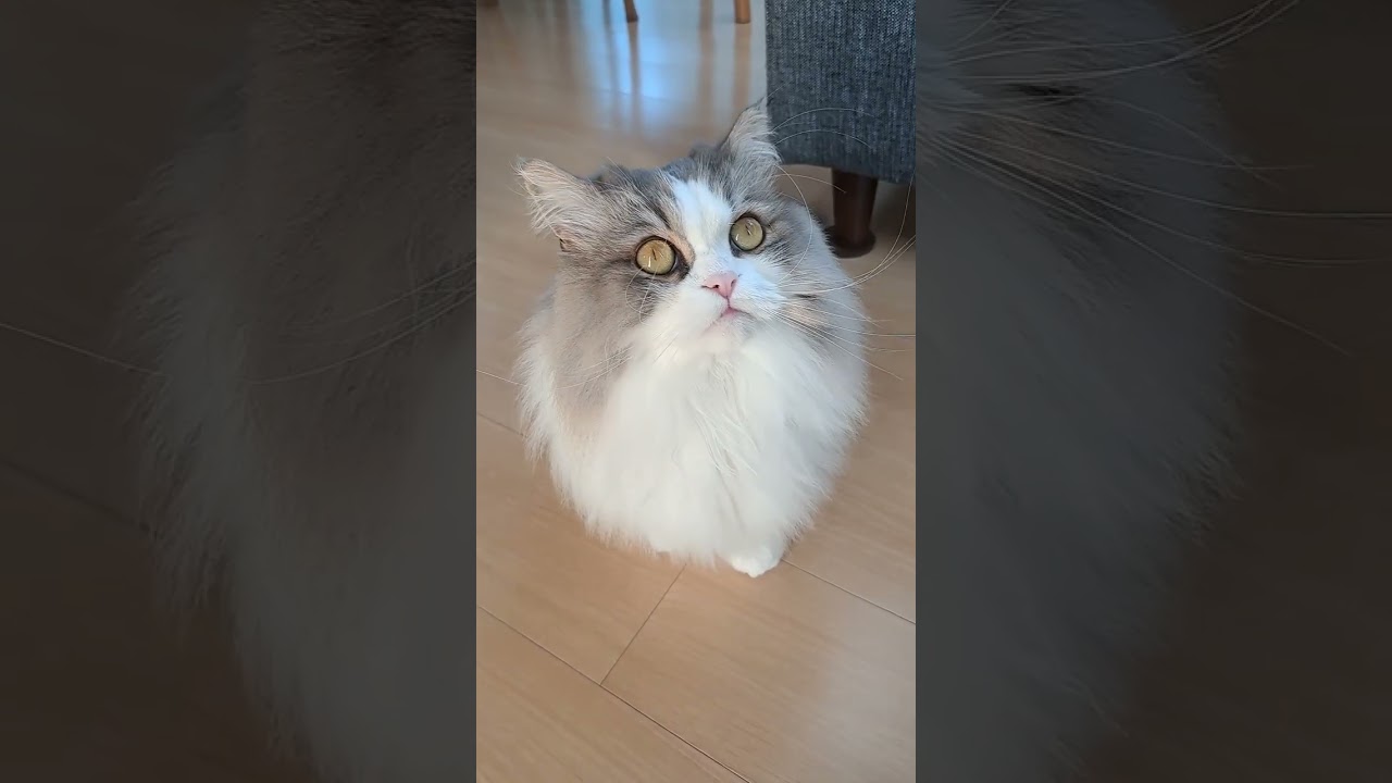 もふもふ過ぎてわたあめの様な猫がかわいい♡ #shorts