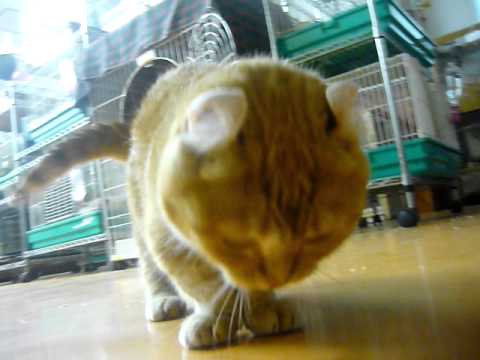 マンチカン「マカ」のひととき