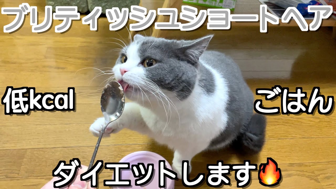 ムチムチ猫のダイエット。ブリティッシュショートヘア
