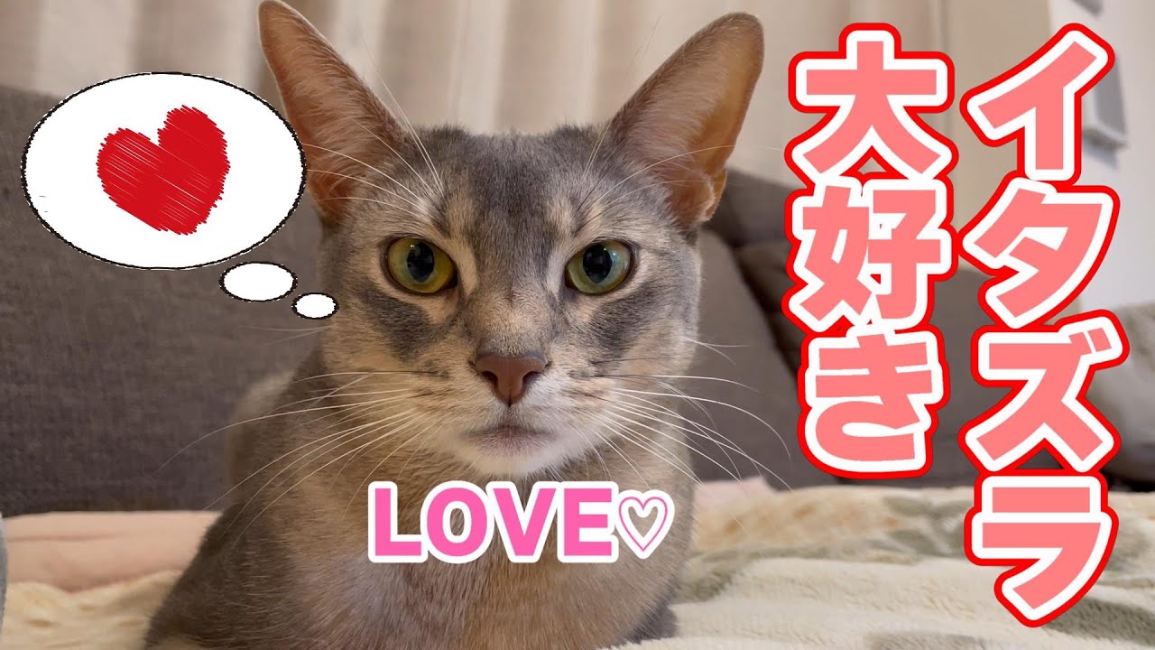イタズラ大好き猫アビたん♡