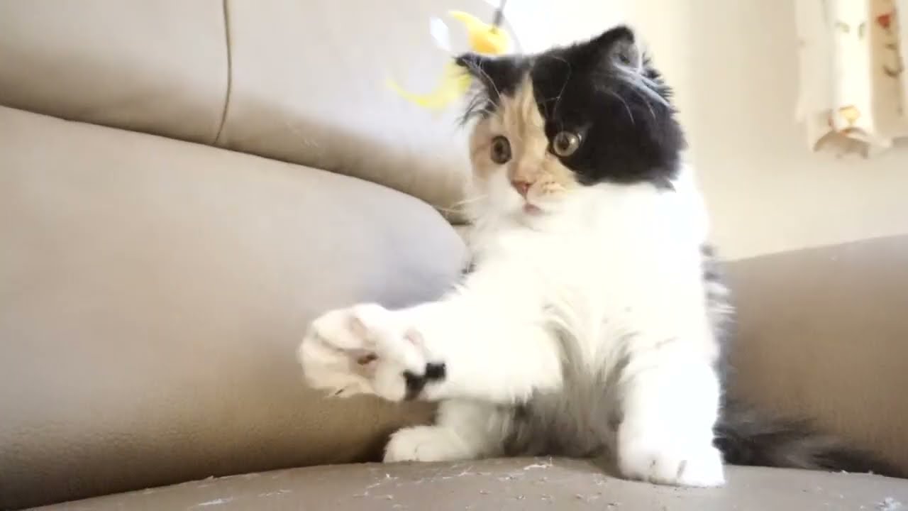 セルカークレックス子猫　2022.9.30産まれ 　キャリコ　三毛猫　女の子　シーダキャット猫のお店　Selkirk Rex