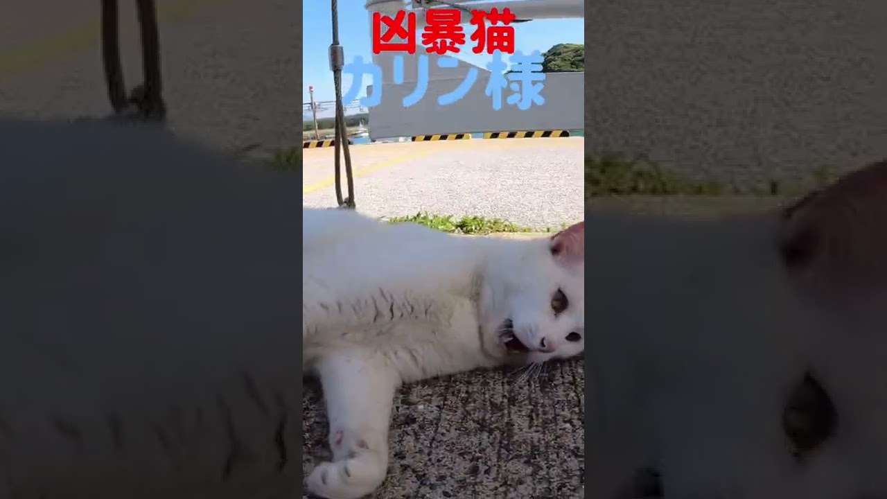 あの凶暴猫のカリン様がボンボン遊びにご満悦 Ferocious cat #shorts