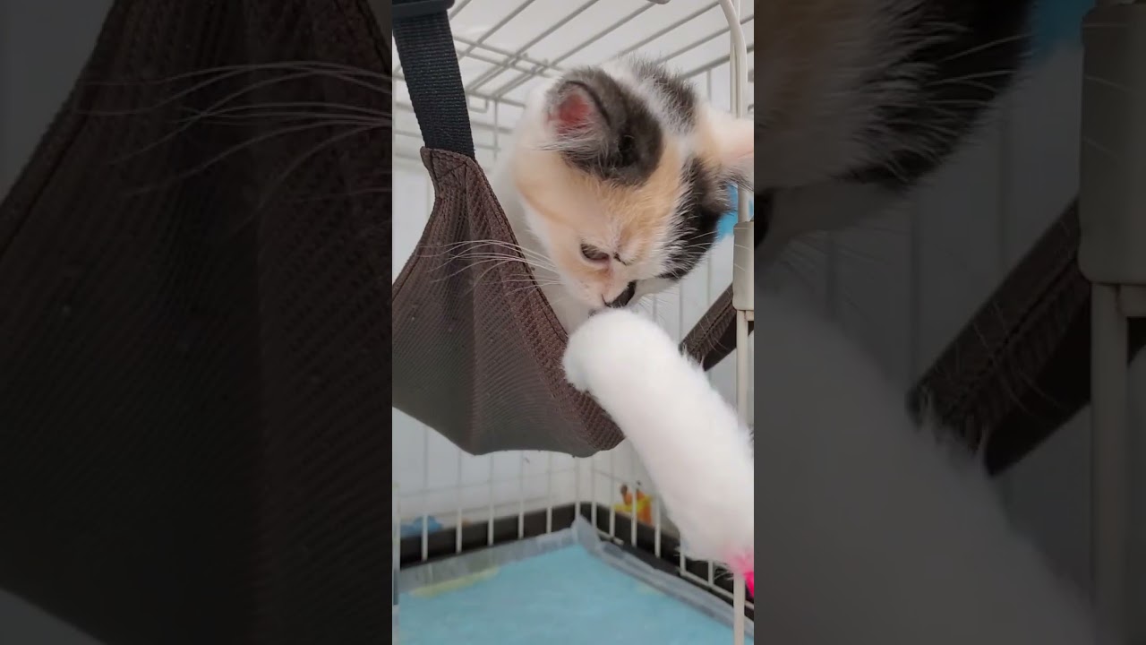 アメリカンカール ☆綺麗なカラー♪性格抜群の甘えん坊のアメリカンカール君☆