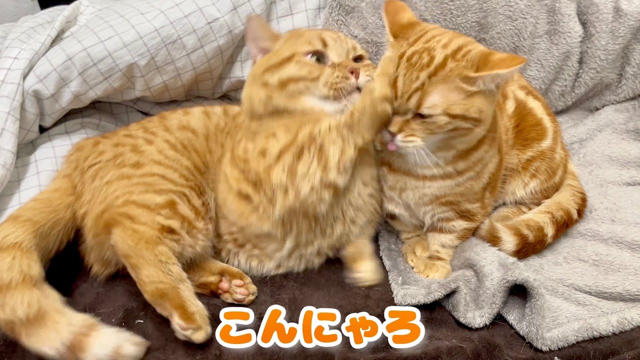 ほんとはうれしいのに素直になれないマンチカンの茶々パパ