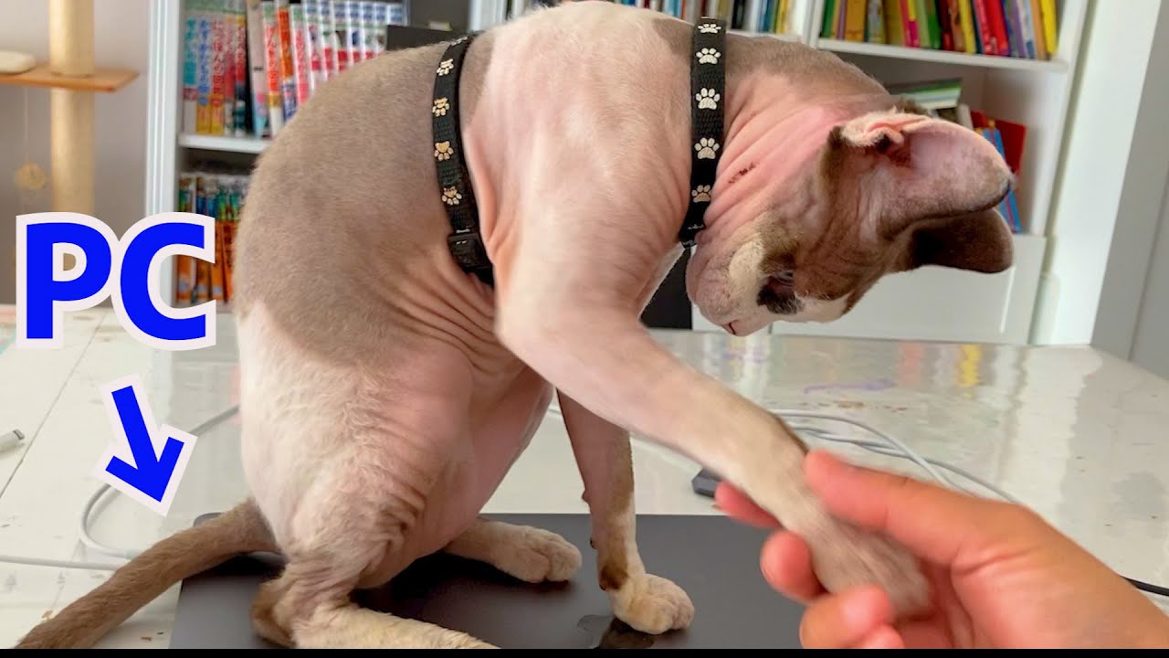 141:PCを陣取るスフィンクス猫