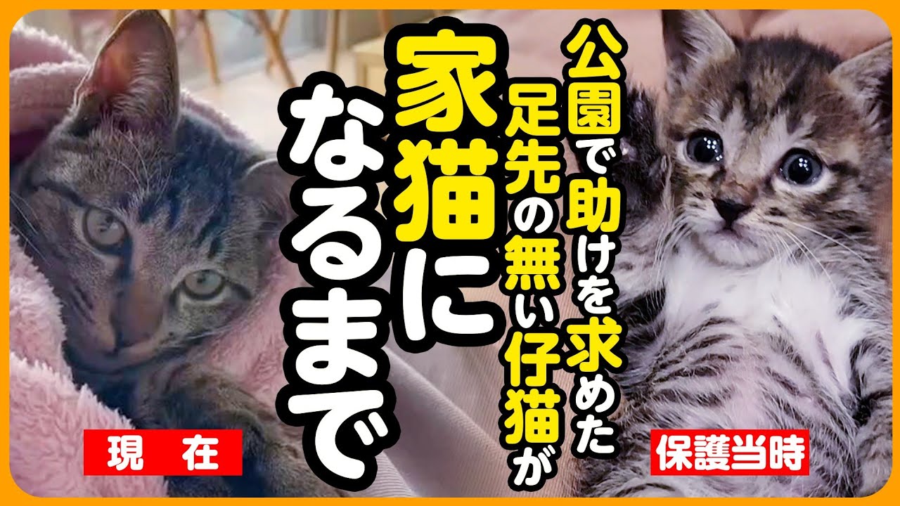 【祝！卒園】必死に助けを求める 足先のない子猫が、優しい家族の元で しあわせな家猫になるまで【まとめ】