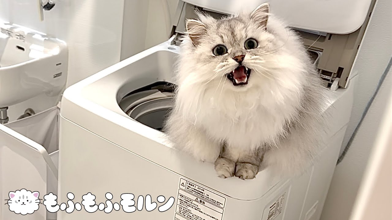 猫がこっそり洗濯機に登りたがります 【サイベリアン】