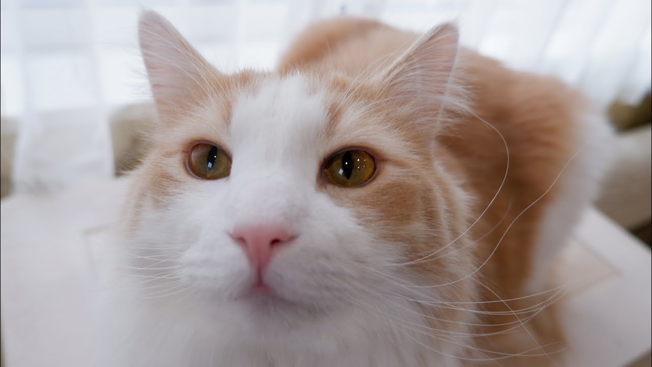 【ばあばともふ猫】今日もばあばに可愛がってもらったよ💖ノルウェージャンフォレストキャット