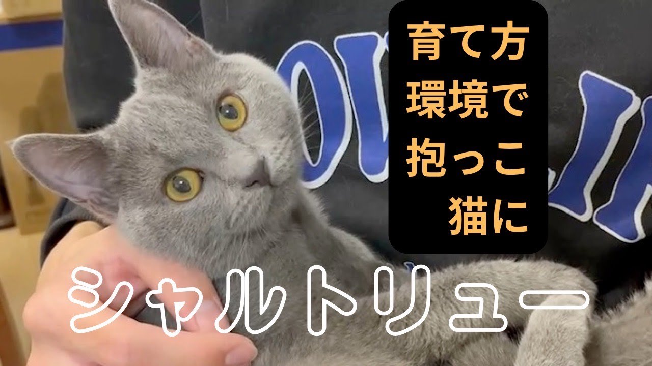 【シャルトリュー男の子のご紹介】子猫との触れ合い方は将来の性格を左右する上で大切と考えています