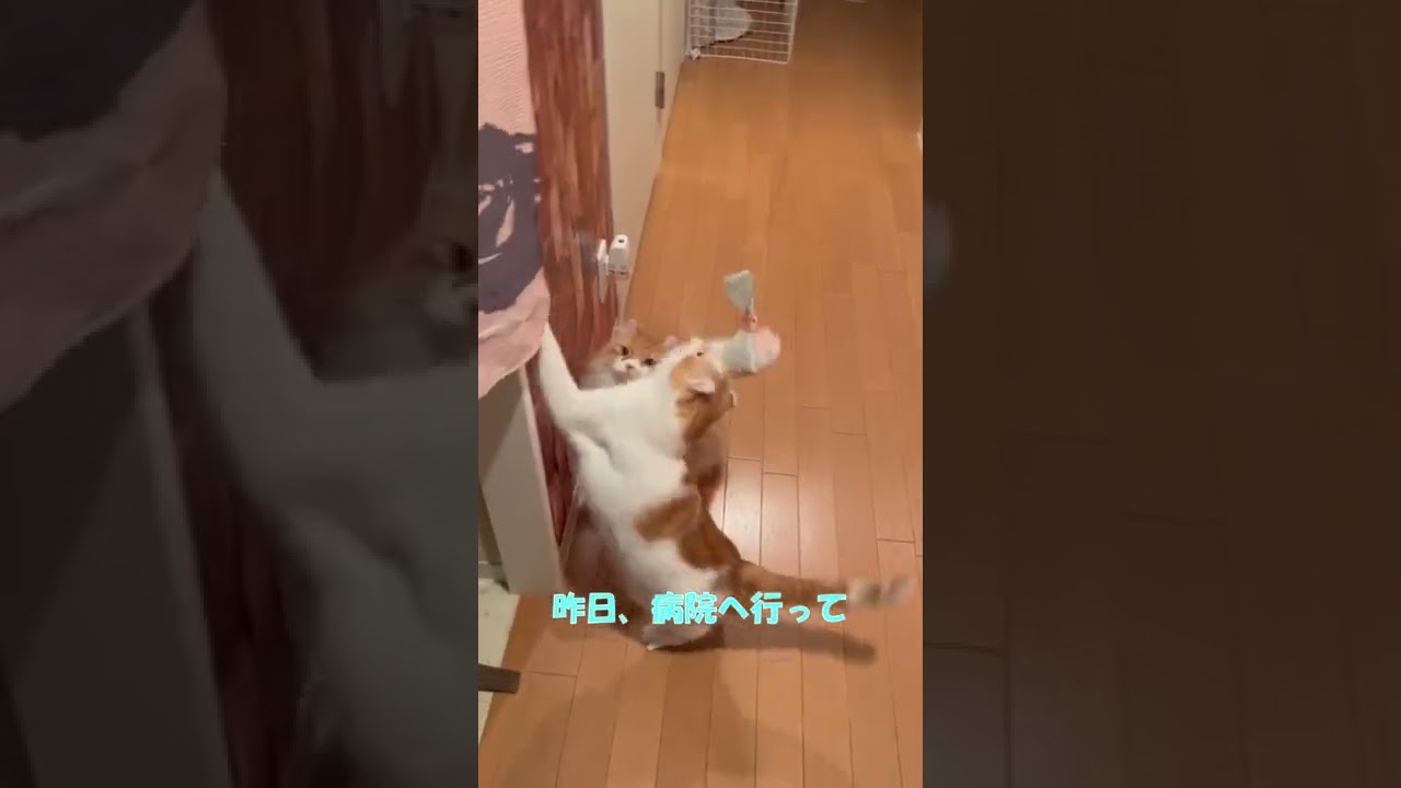 【ｱﾒﾘｶﾝｶｰﾙmocca】ちょっとは仲直りできたかな？ #shorts  #猫 #アメリカンカール #cat