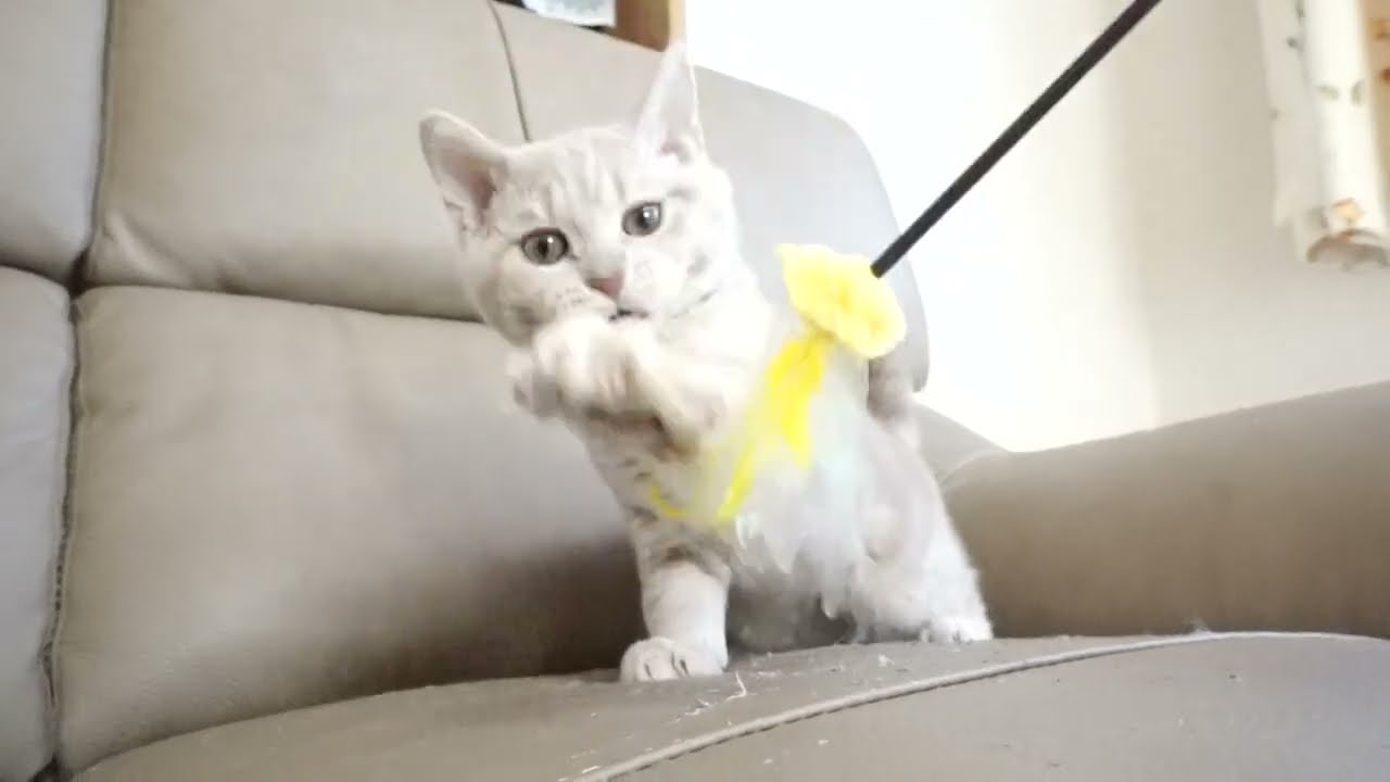 セルカークレックス子猫　2022.9.30産まれ 　クリーム　女の子　シーダキャット猫のお店　Selkirk Rex