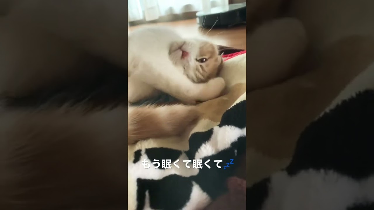 ねむいねむい子猫【スコティッシュフォールド】