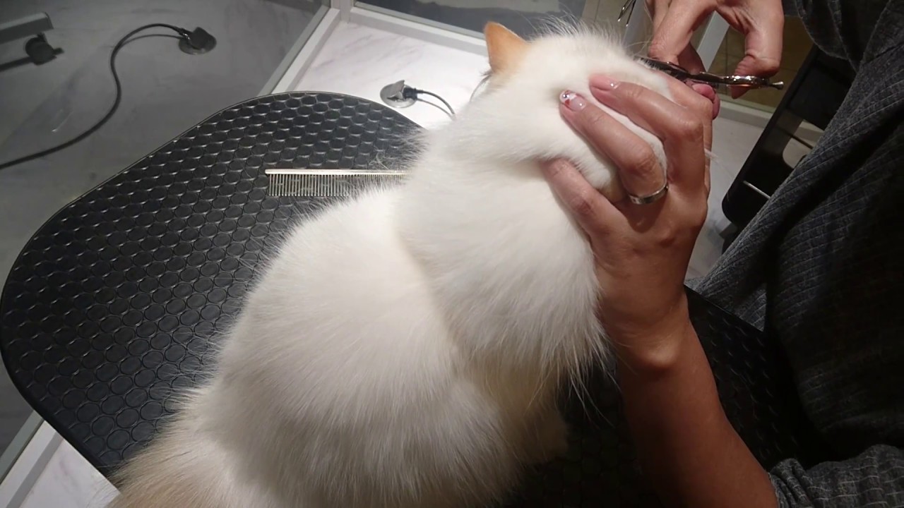 trimming of cheek,Himalayan Persian. ペルシャ ヒマラヤンの 顔カット