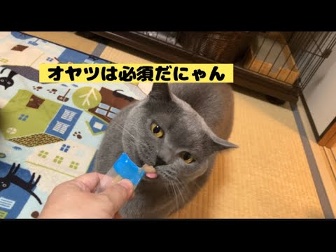 カウントダウン遅遅 #猫 #ブリティッシュショートヘア #保護猫