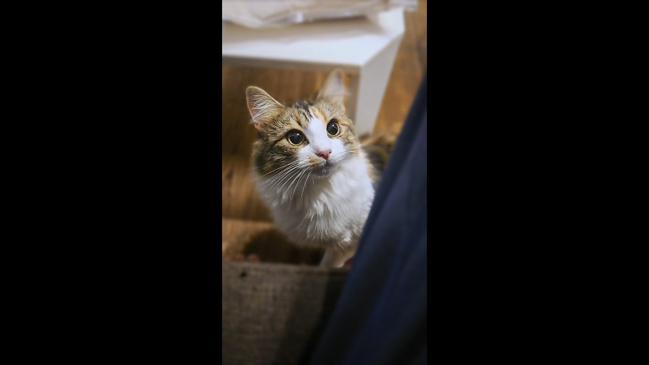 【猫】あまりにも真ん丸な瞳 #shorts #猫 #ノルウェージャンフォレストキャット #かんな #猫のいる暮らし