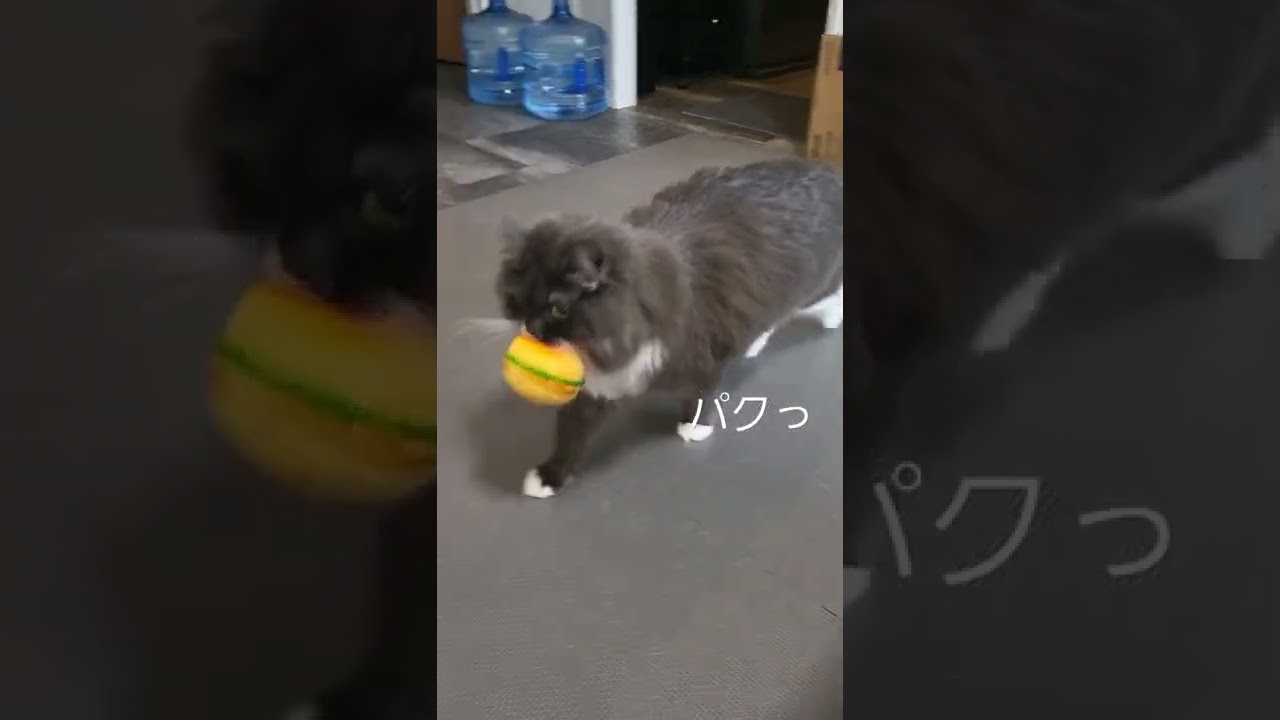 大好きなハンバーガー🍔サイベリアン☆カーノちゃんねる🐱#サイベリアン #ねこ #ねこすきさんと繋がりたい #cat #short