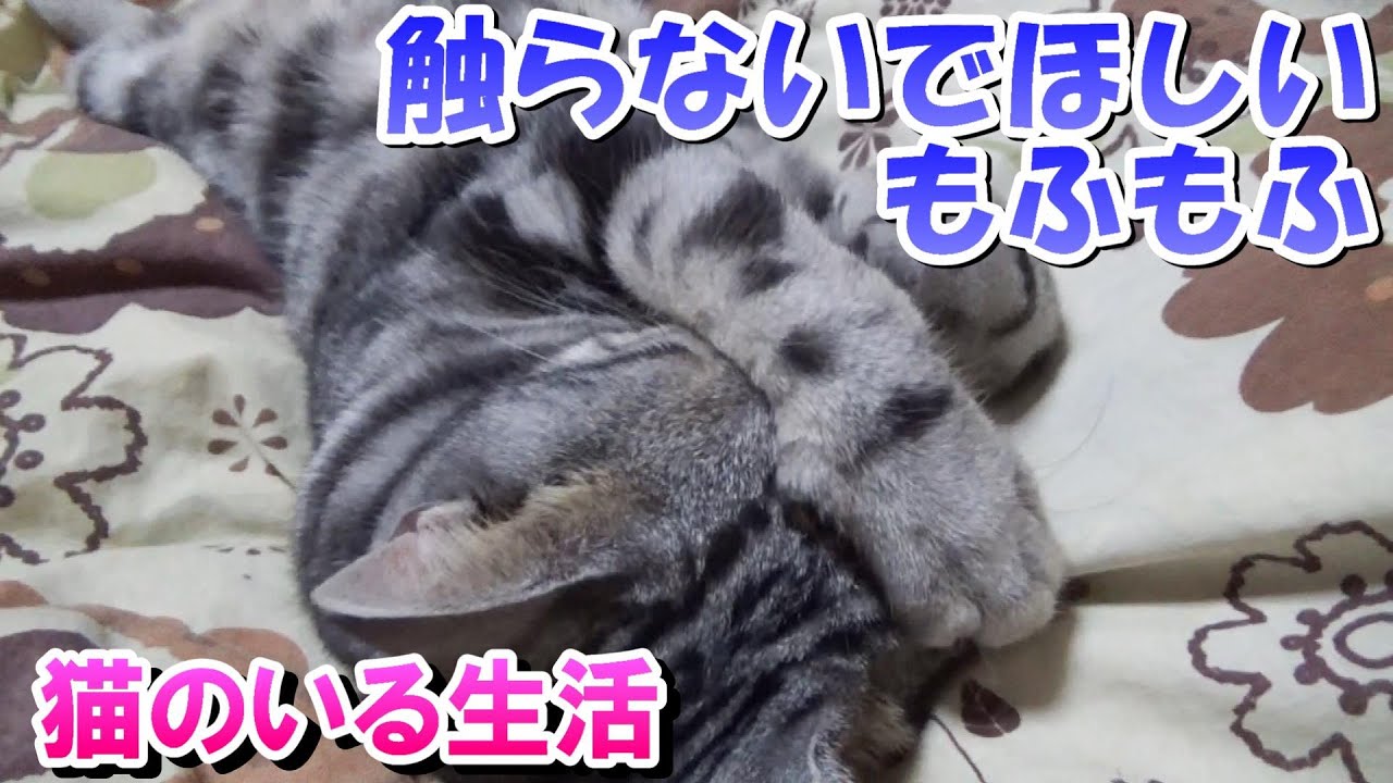 猫のいる生活　いろんなもふもふ（アメリカンショートヘア）