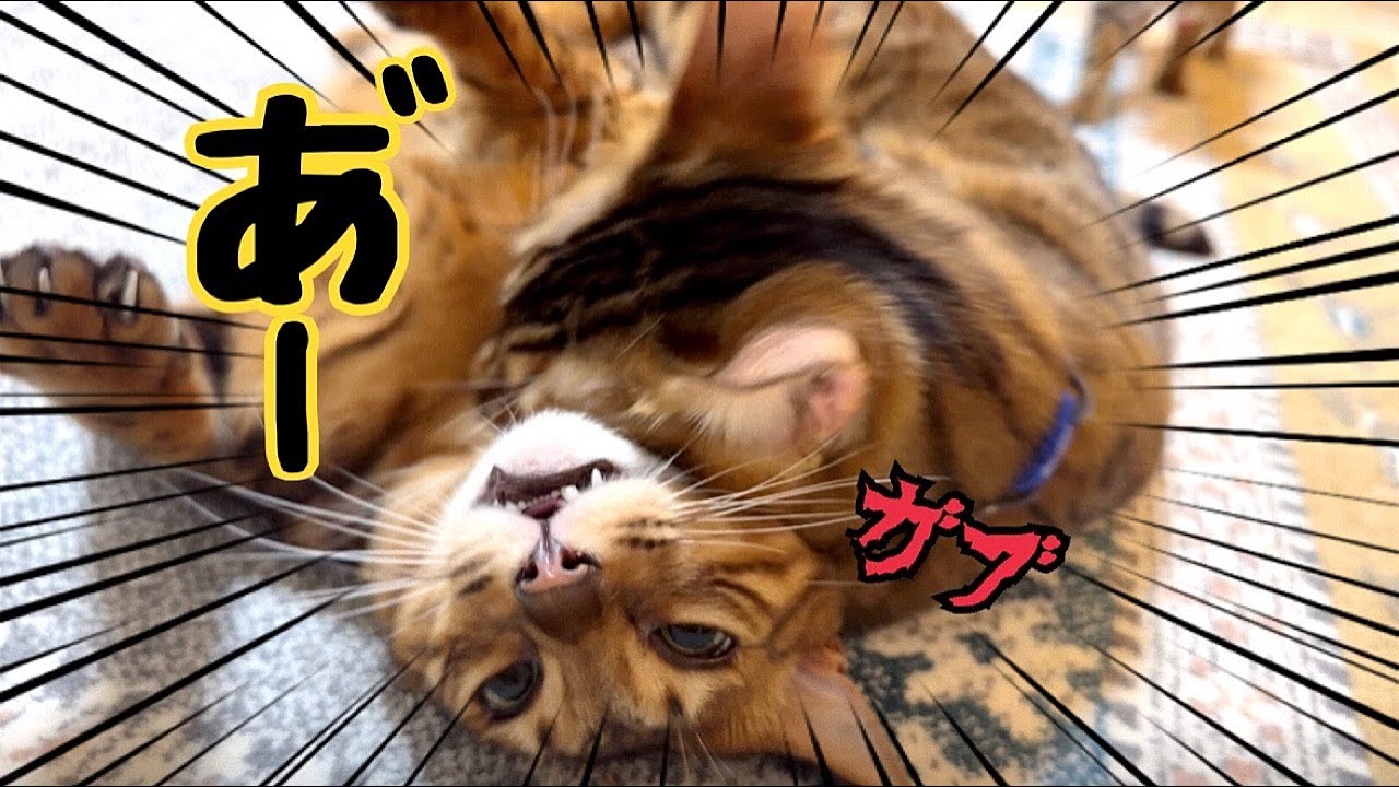 【猫の喧嘩】おNEWのカーペットの上でやめてくれぃっ！