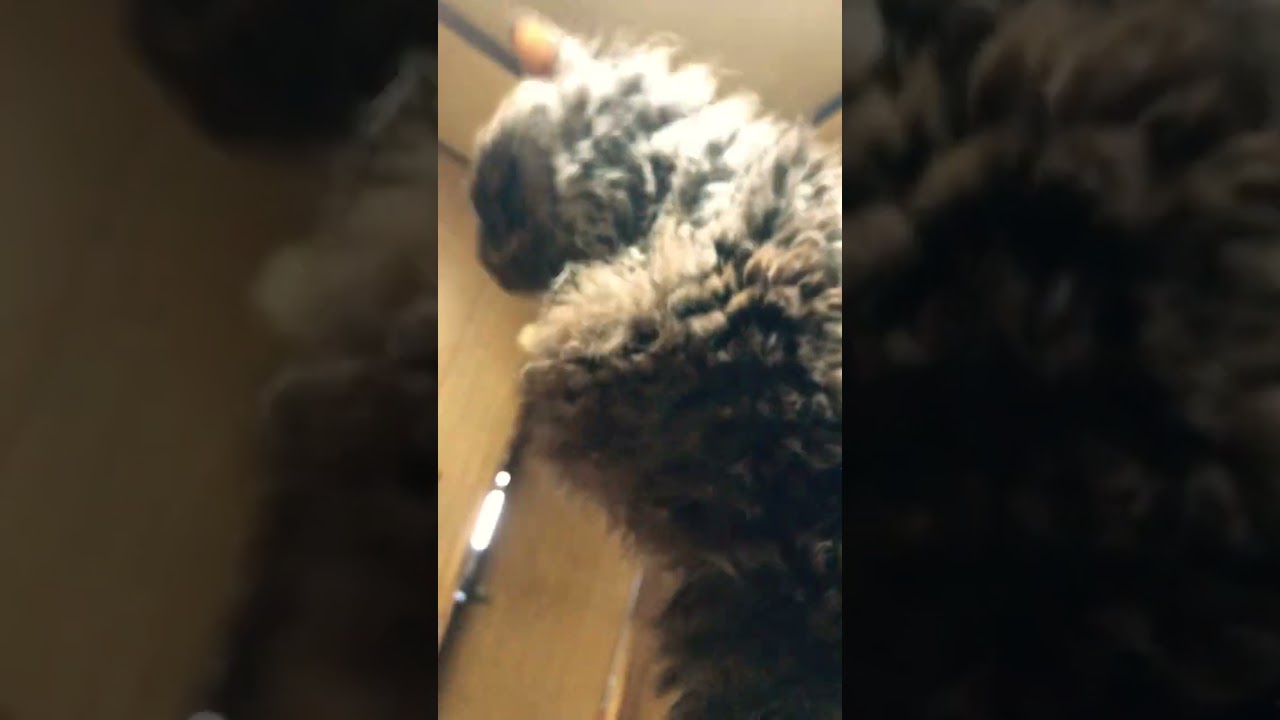 Shuan,the Selkirk Rex セルカークレックスのシュワン