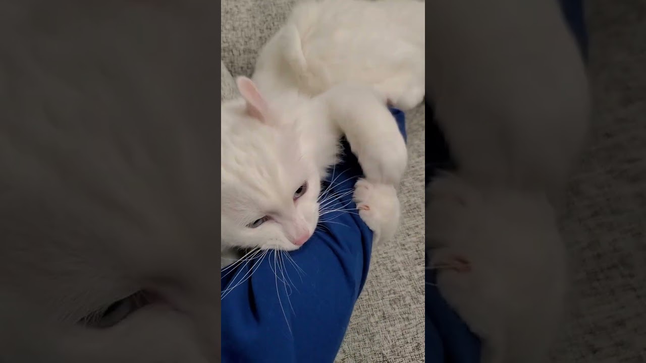 飼い主の腕と喧嘩する猫 #shorts #アメリカンカール #猫動画
