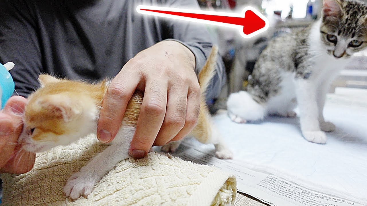 赤ちゃん猫が気になって仕方ない子猫…笑