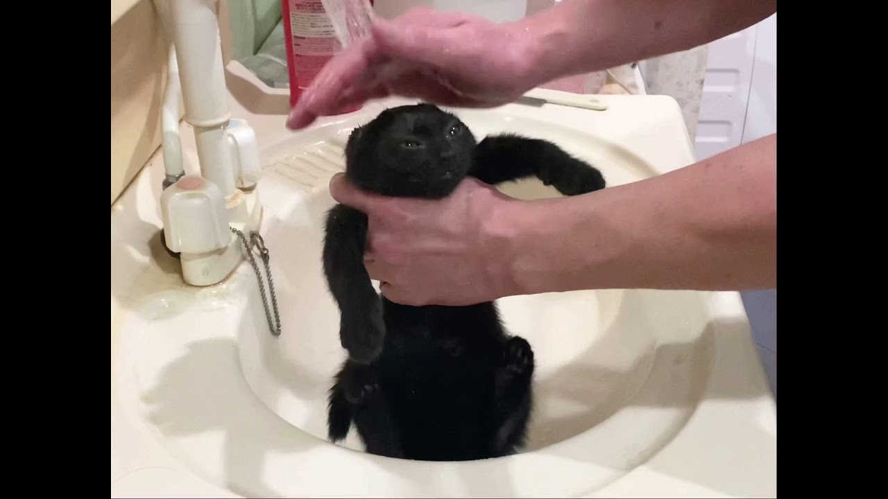 【ナナハチ’s ROOM】ボンベイの男の子のお風呂　20201107